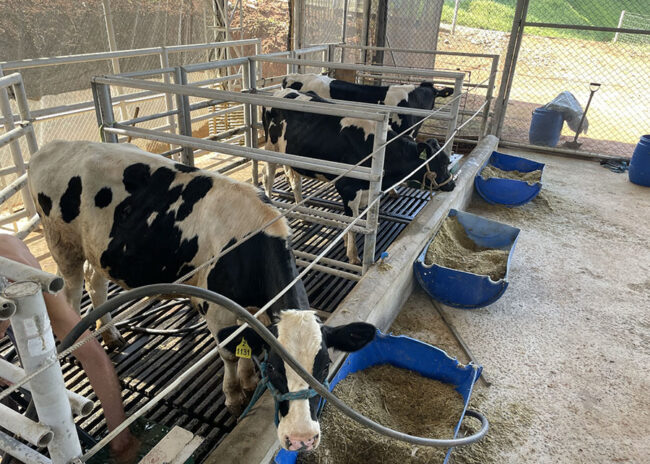 Vaca Do Futuro Emite Menos Metano E Produz Mais Leite Gigante