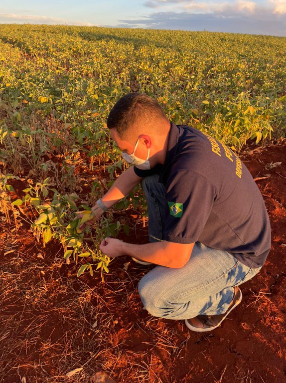 Valor segurado no país atingiu R$ 68,3 bi em 2021, diz Ministério da Agricultura