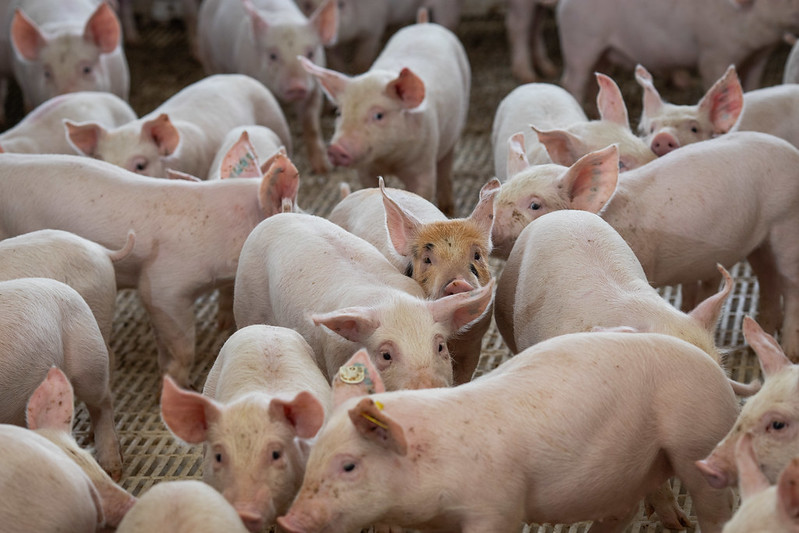 Alta de preço de suíno vivo não recupera poder de compra de produtor