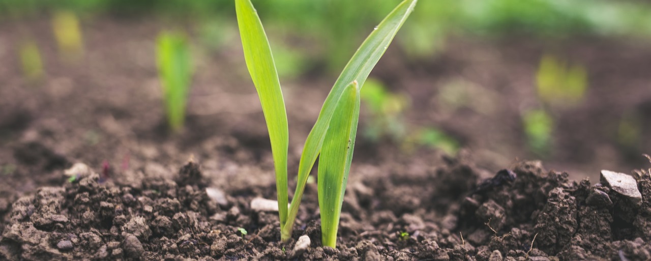 Saúde do solo é o foco da agricultura regenerativa