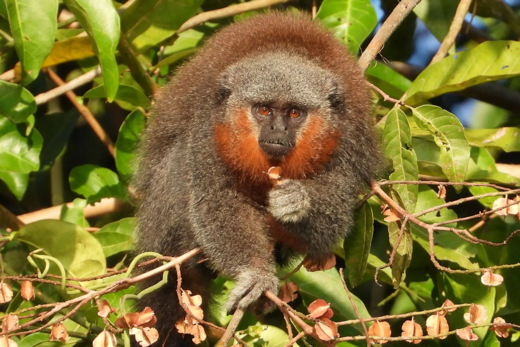 O menor macaco do mundo vive na Amazônia