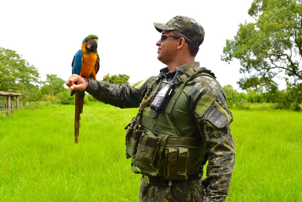 MT aplicou mais de R$ 317 mi em multas de crimes contra a natureza