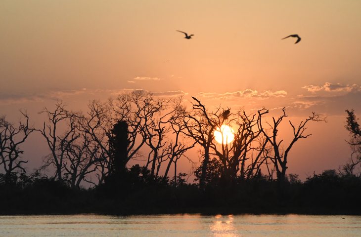 MS regulamenta fundo de proteção ao Pantanal