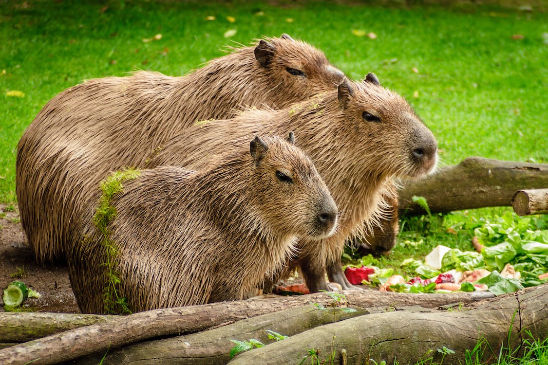 Hoje, 14 de setembro, é do Dia Internacional da Capivara