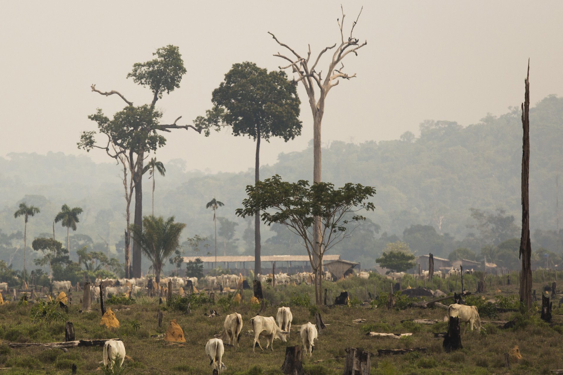 Abertura de pastagem causa 90% do desmate na Amazônia