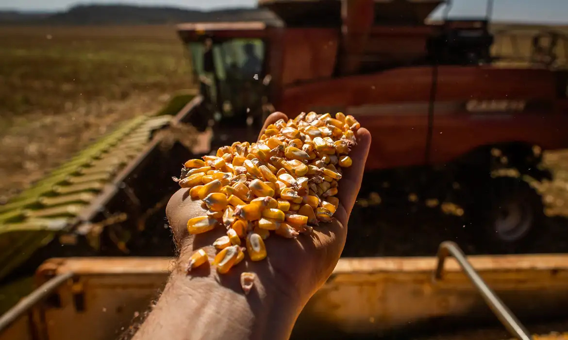 Cultivo do milho em Mato Grosso tem novo estímulo