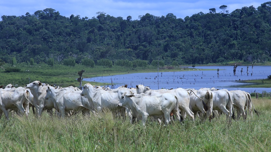 JBS vai investir R$ 10,2 mi em pecuária regenerativa na Amazônia