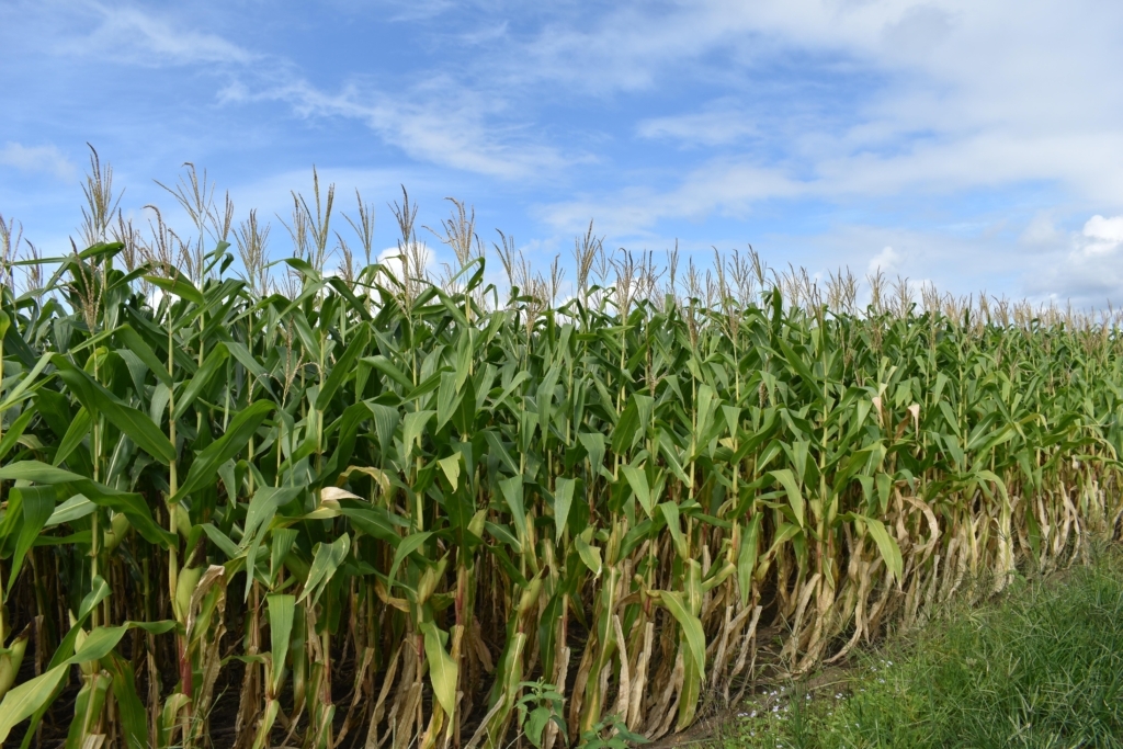 Safra de MT pode compensar perdas na produção de milho no País