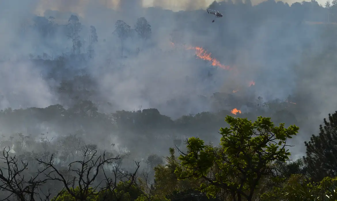 Cerrado e a Amazônia concentraram 86% da área queimada no Brasil