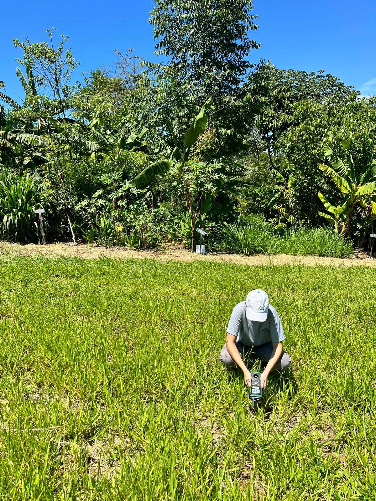 Fazenda com SAF garantiu produtividade mesmo na seca