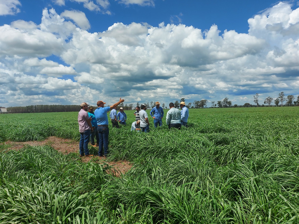 Antecipasto: técnica mantém produção de gado e soja na seca