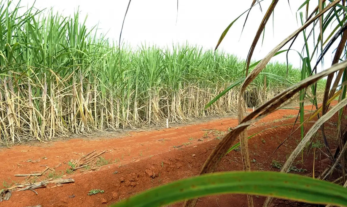 Abril marcou crescimento expressivo da agroindústria no Brasil