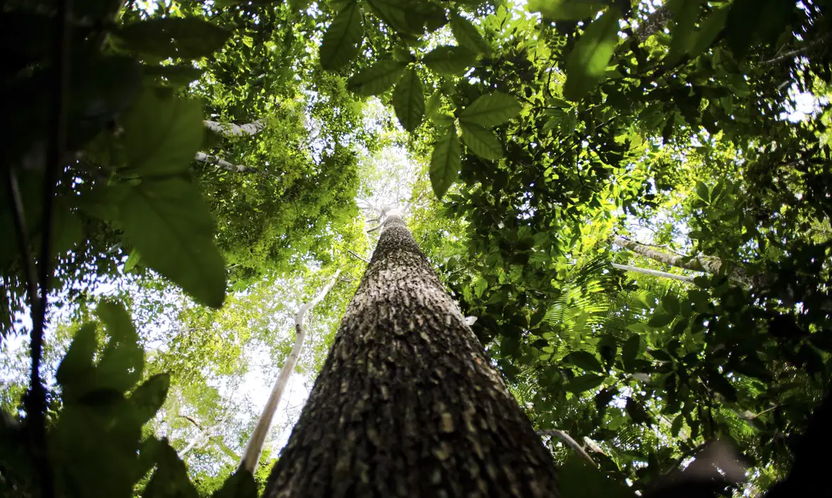 Selo Verde Brasil certificará origem sustentável de produtos e serviços