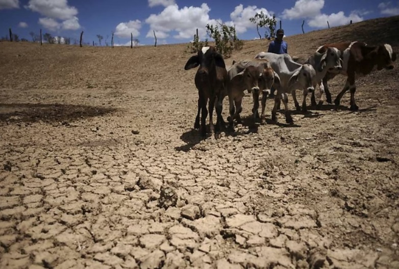 Extremos climáticos dizimam 23 mil cabeças de gado em dois meses