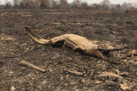 Fogo faz animais agonizarem e rios virarem “deserto”