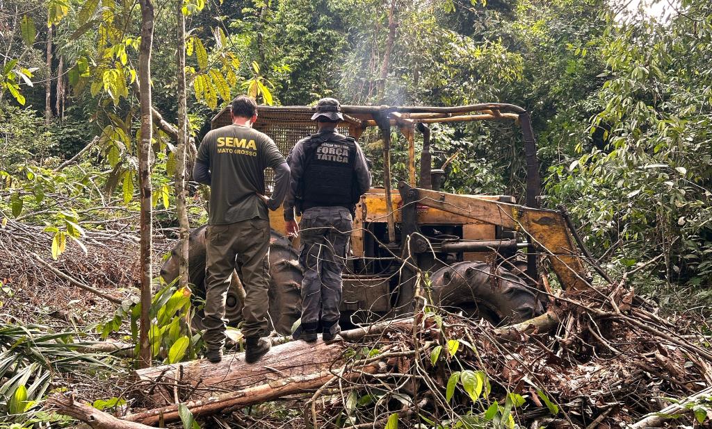 Operação apreende 500 cabeças de gado e toras de castanheira