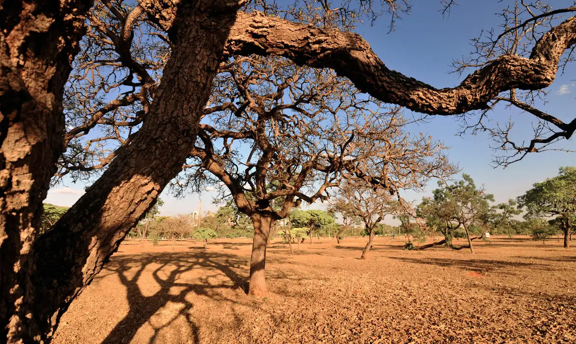 A importância de ações de enfrentamento à desertificação