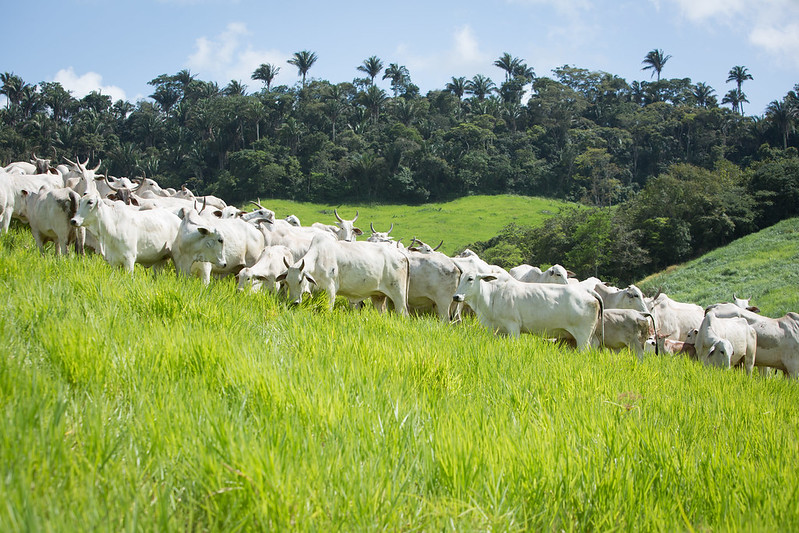 Gigantes da carne e do leite minam ações climáticas, diz estudo