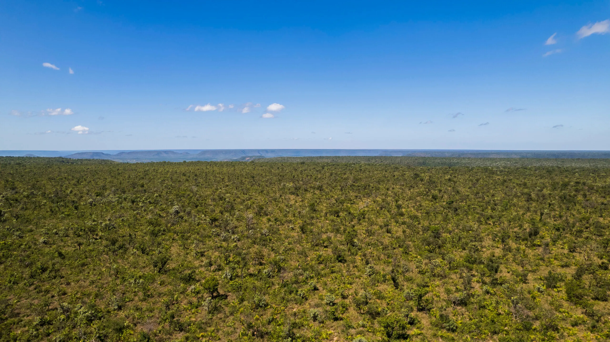 Desmatamento no Cerrado cai 29% no primeiro semestre