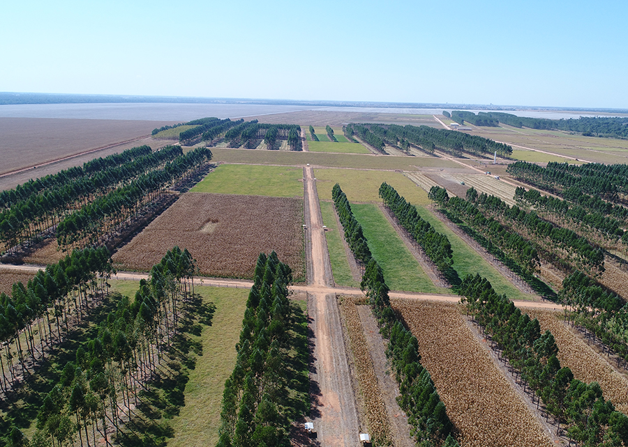 Estudo mostra impactos positivos na saúde do solo do Cerrado Goiano