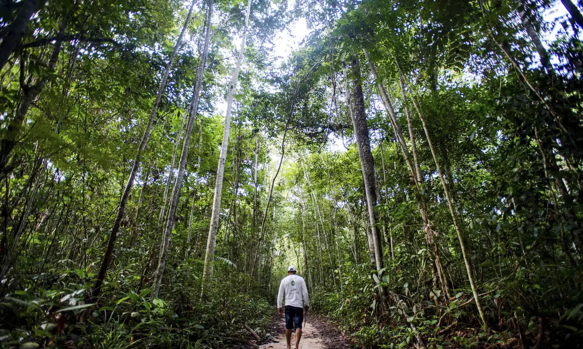 Mapa faz parceria para potencializar o Plano Floresta + Sustentável