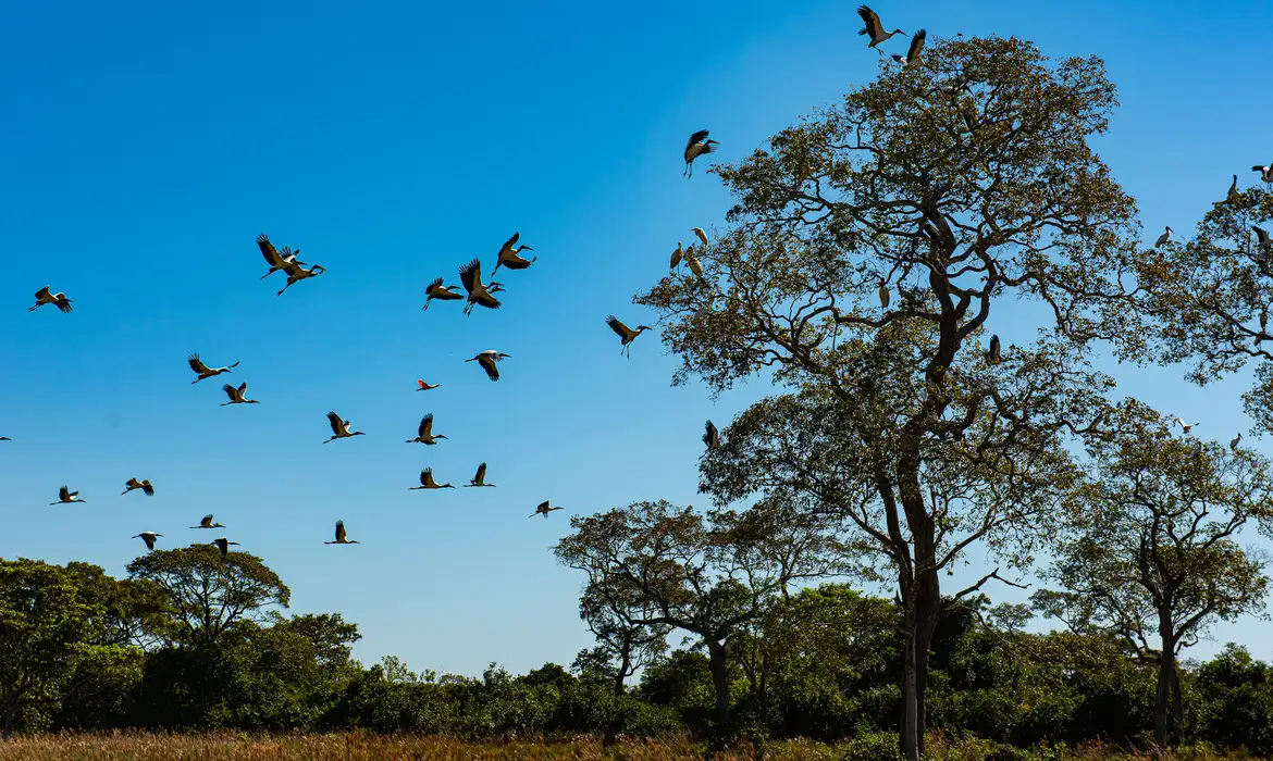 Comissão do Senado aprova projeto que cria Estatuto do Pantanal