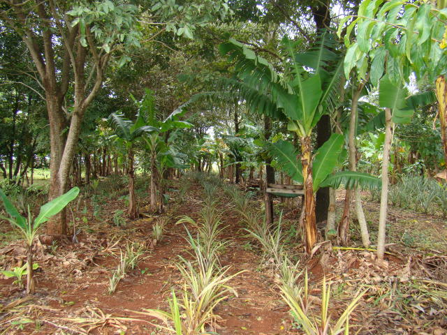 Agroflorestas e recuperação do solo devem integrar Plano Clima