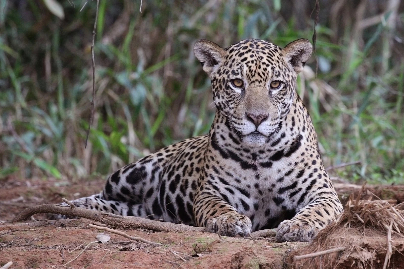 Três onças foram encontradas mortas devido ao fogo no Pantanal