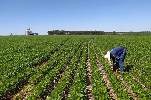 Agricultura regenerativa garantirá ‘prêmio’ a produtores de soja