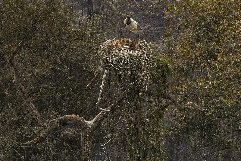 MT e MS assinam cooperação para preservar Pantanal