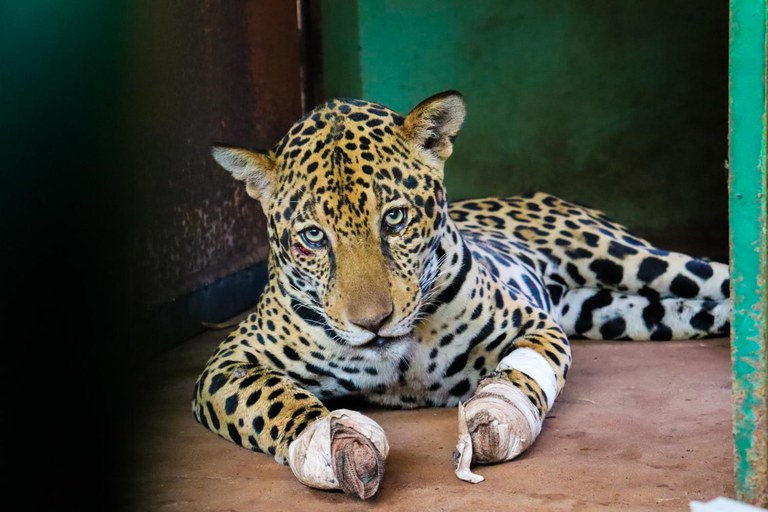 Animais sucumbem à fumaça e ao fogo, que já atinge 1.8 milhões de ha