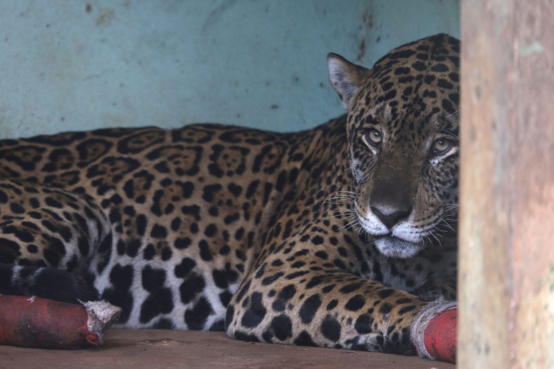 Fogo intensifica ameaça sobre espécies em extinção no Pantanal