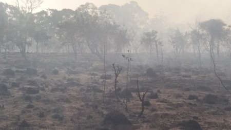 Tratamento com fumaça aplicado na germinação de sementes do Cerrado