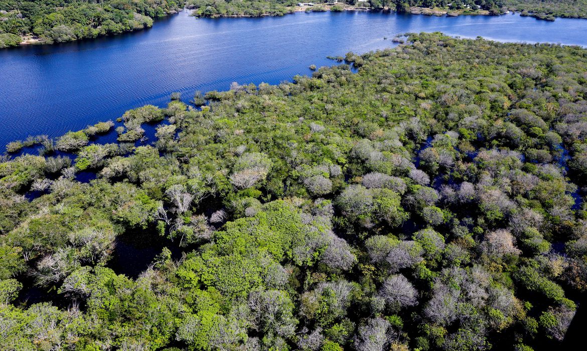 Títulos verdes possibilitam reflorestamento na Amazônia