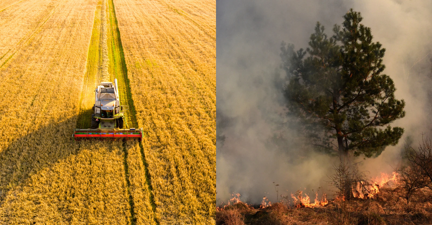 Incêndios florestais 2024: a solução passa por nós