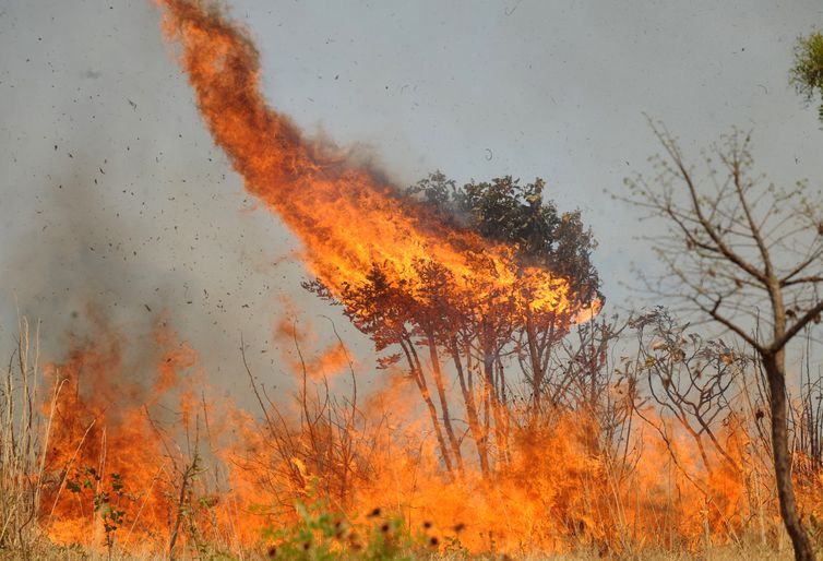 Dia do Cerrado: bioma perde cada vez mais vegetação primária