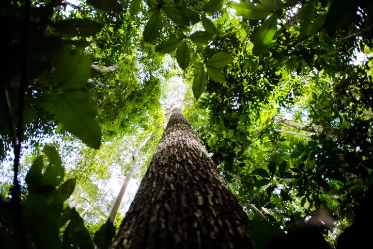 Cerca de 40% das espécies de árvores estão em risco de extinção