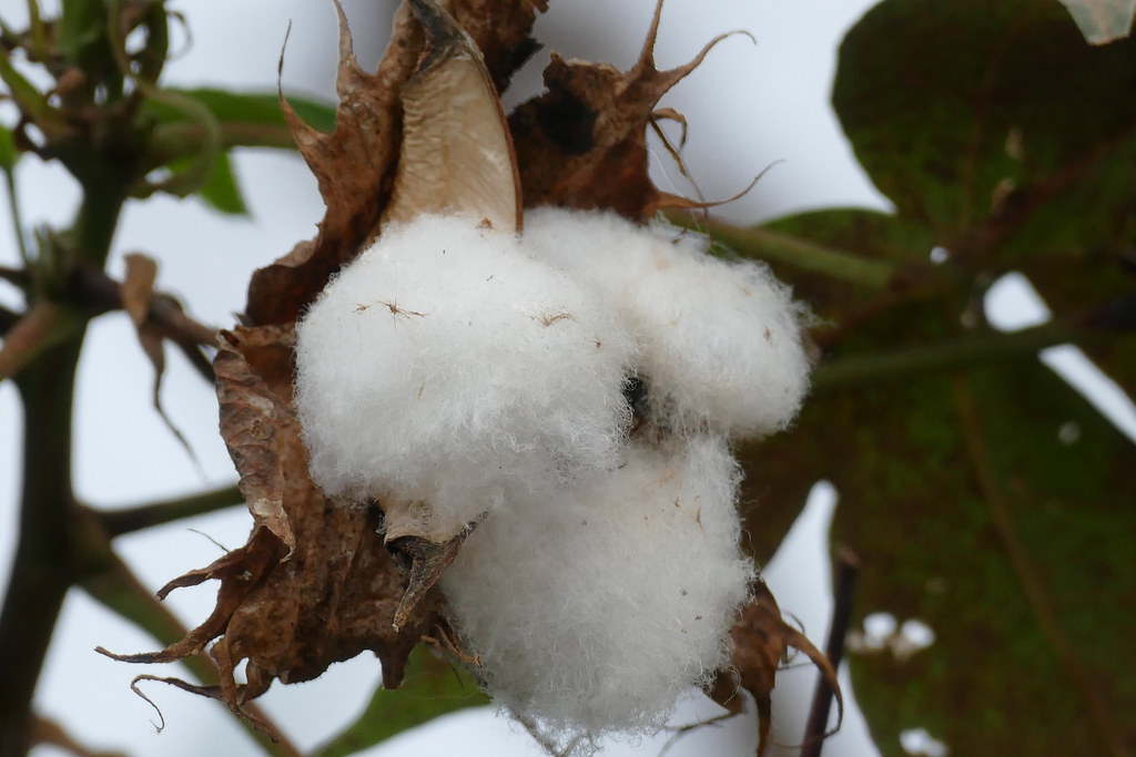 Algodão transgênico foi plantado em área proibida no Mato Grosso