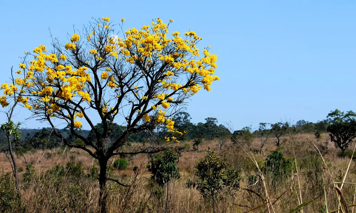 Ministério do Meio Ambiente lança consulta pública do PPPantanal