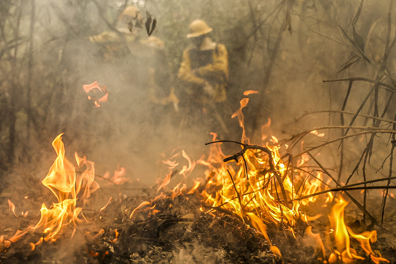 Decreto endurece penalidades por incêndios florestais