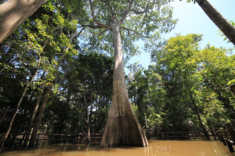 Mudanças do clima afetam florestas e espécies