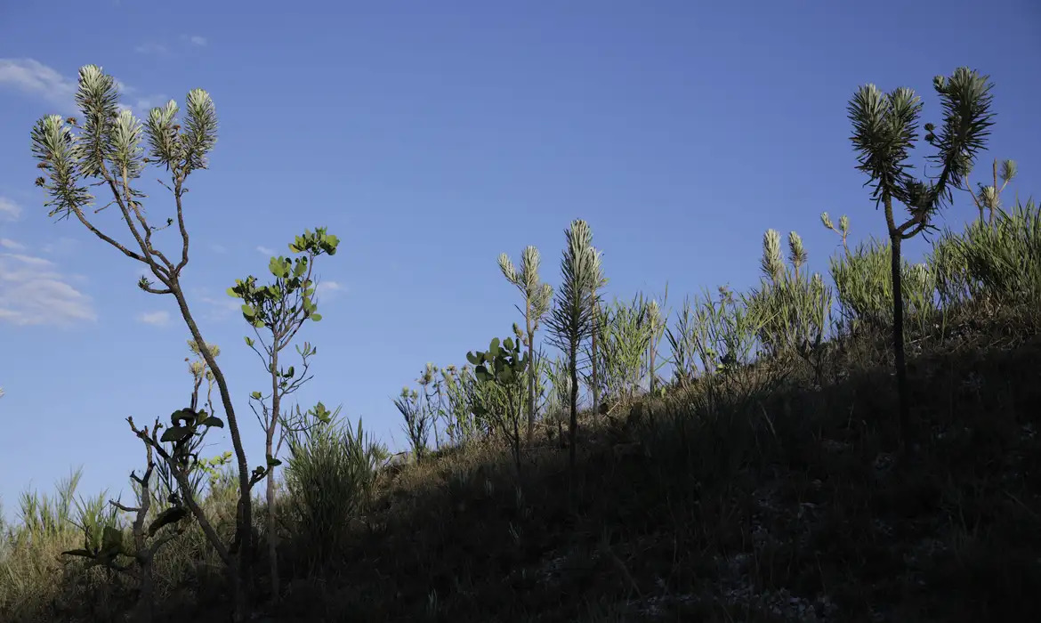 Emissões de CO₂ do Cerrado equivalem às da indústria brasileira