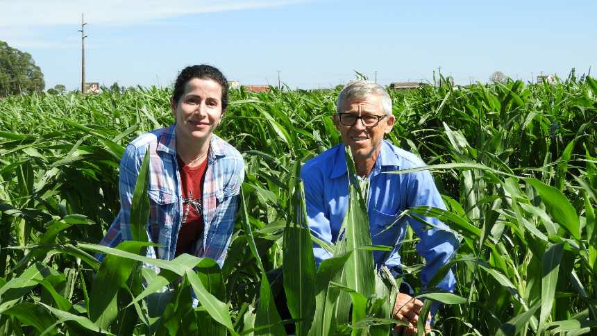 Combinação de sorgo e pasto garante lucro na recuperação de pastagens