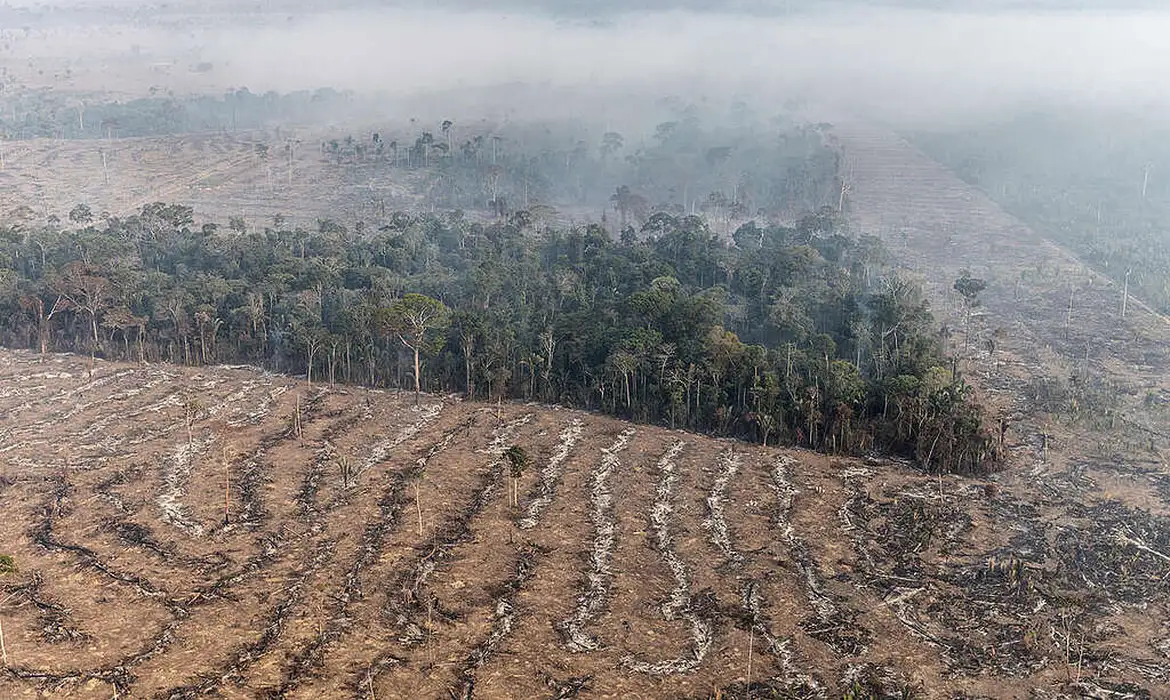 Prejuízo na pecuária: fogo destrói 44% das pastagens plantadas no Brasil