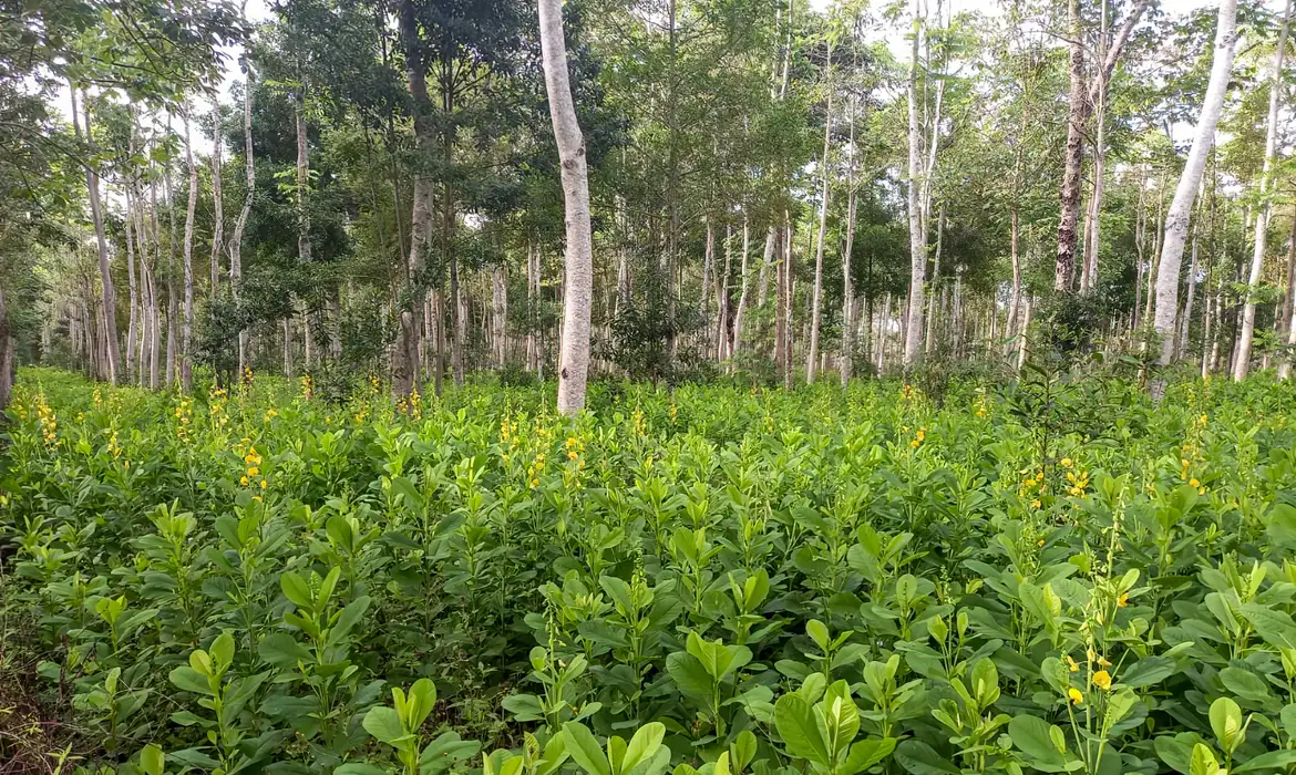 Como garantir a biodiversidade em projetos de reflorestamento