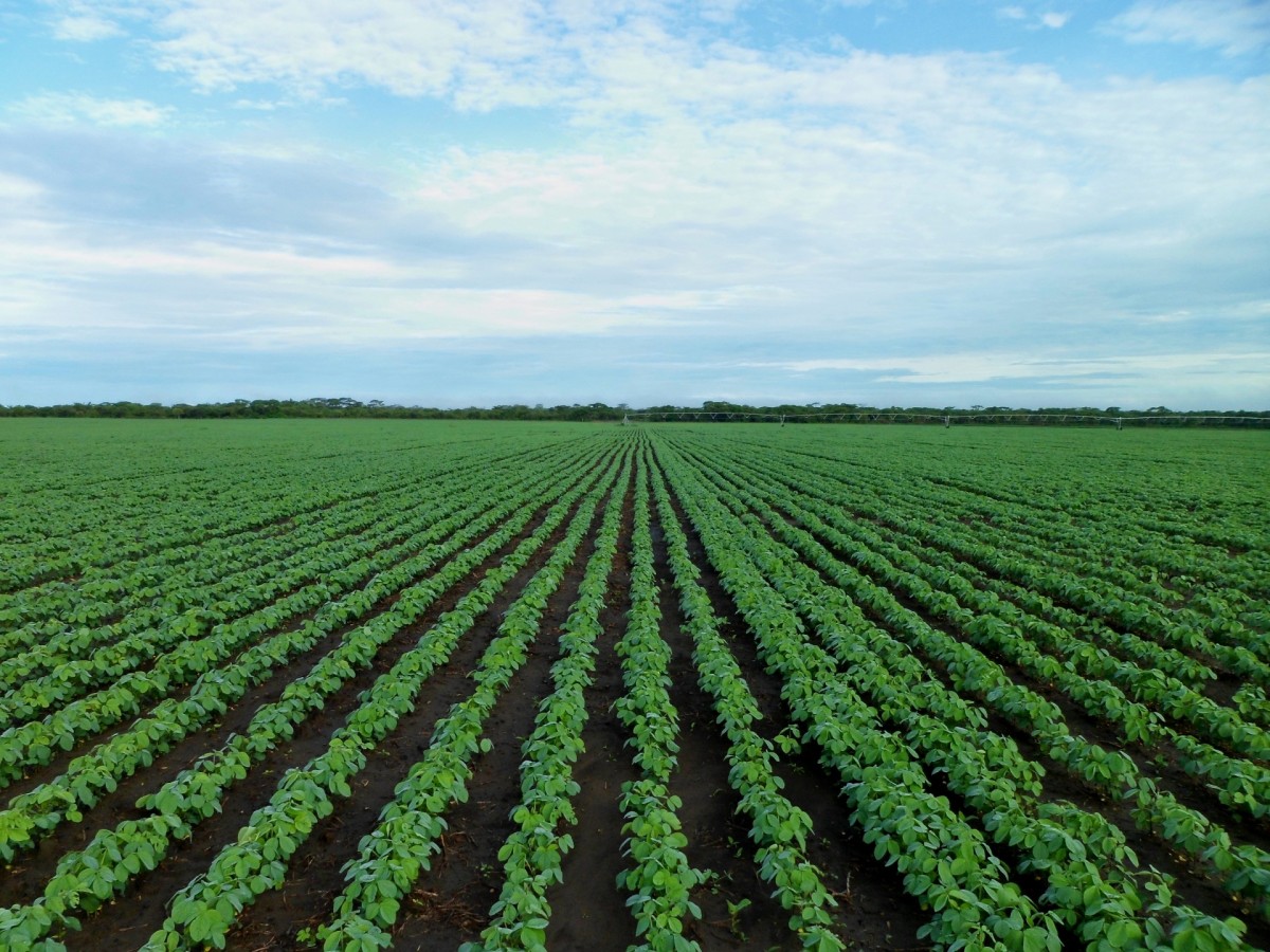 Produtores de Mato Grosso apostam em bioinsumos