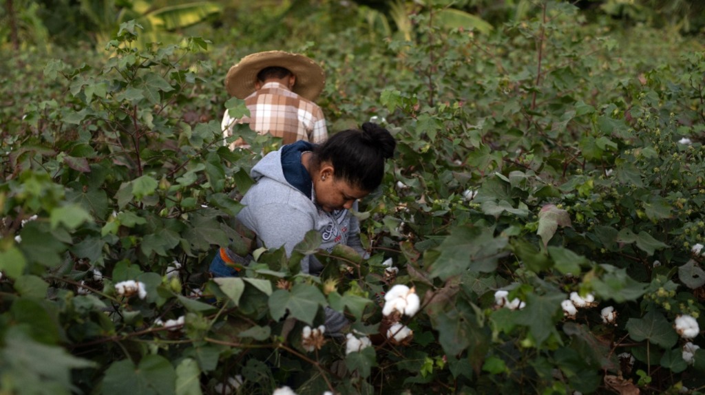 Algodão agroflorestal do MT mostra potência da moda sustentável