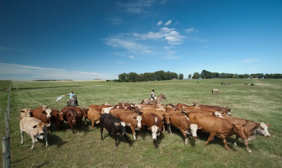 Pesquisa testa método para reduzir arrotos de vacas