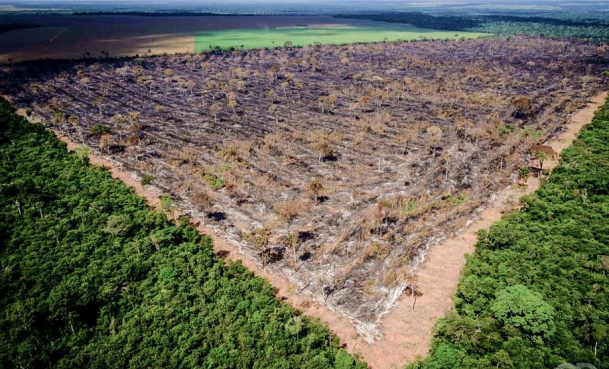 75% do desmatamento registrado em Mato Grosso em 2024 é ilegal