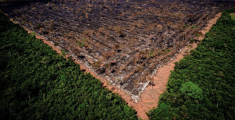 Desmate recua na Amazônia mas mantém ritmo acelerado no Cerrado